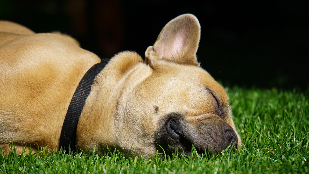 てんかんを持つ犬のための介助グッズはどれがおすすめ？