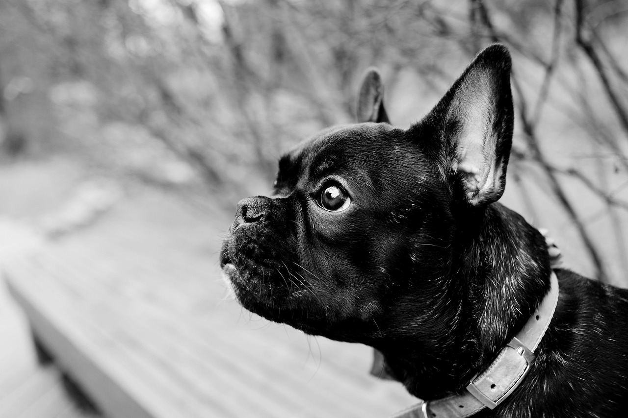 てんかんを持つ犬のための介助グッズはどれが効果的ですか？