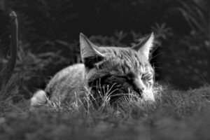 てんかん患者の睡眠リズムを整えるためのポイントは？