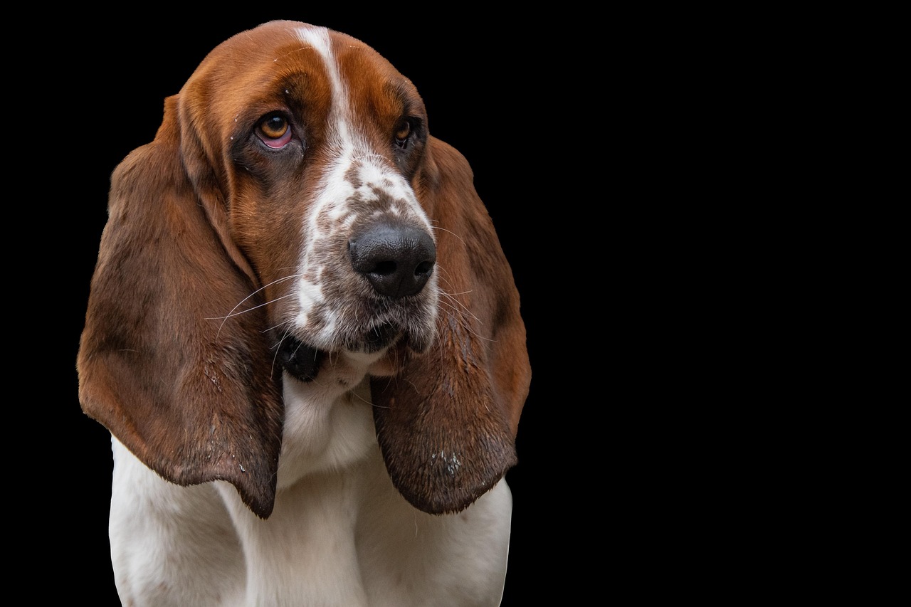 てんかんの患者を支える介助犬の役割とは？
