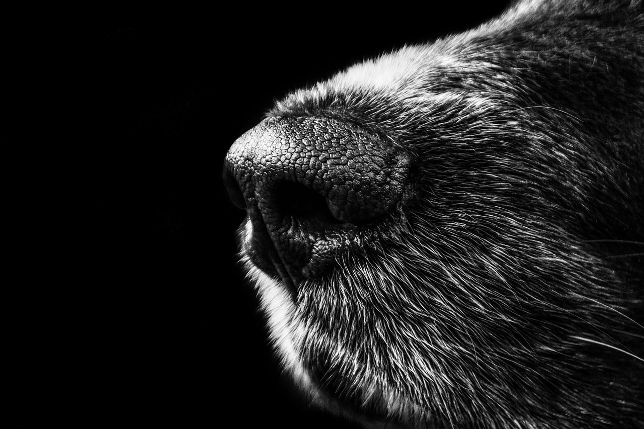 てんかんの発作に役立つ介助犬の選び方は？