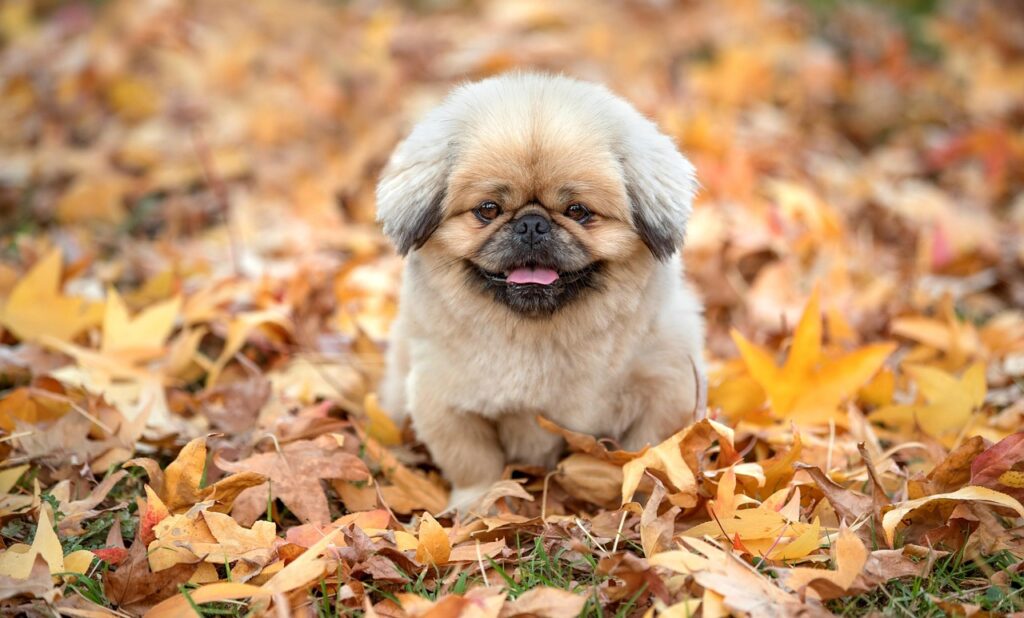 てんかん発作をサポートする介助犬の役割とは？