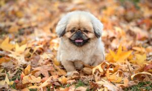 てんかん発作をサポートする介助犬の役割とは？