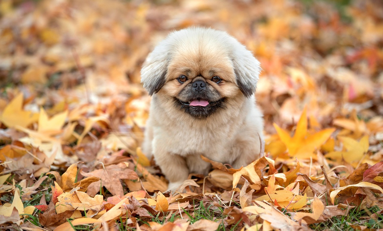 てんかん発作をサポートする介助犬の役割とは？