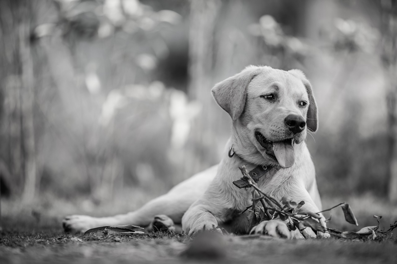 犬がてんかん発作の時に走り回る理由とは？