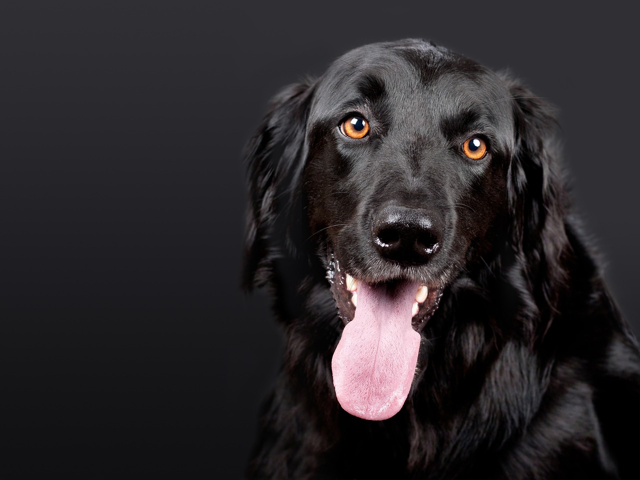 犬がてんかん発作を起こした後に走り回る理由は？