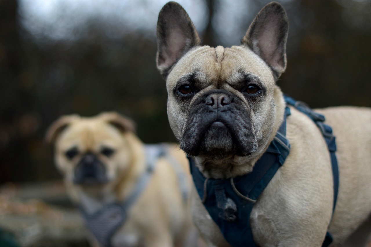 犬が急に走り出す原因はてんかんなのか？