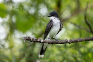 てんかん患者のバイタル観察項目は何ですか？