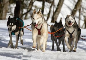 犬が急に走り出す病気とは何か、原因や対策は？