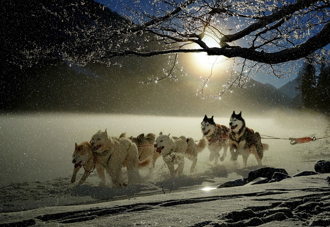 犬が急に走り出す病気の原因とは？