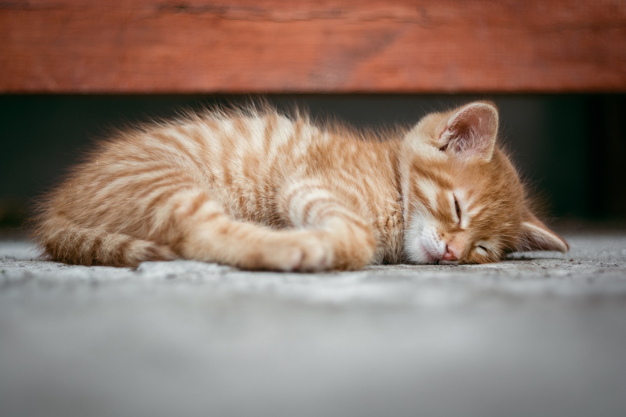 てんかんの発作を睡眠中に監視するカメラはどのように選べば良い？