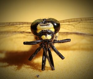 てんかんの薬の飲み忘れを防止するケースはどれが効果的？