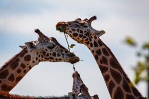 てんかん発作時に首を守るクッションはどれが最適？